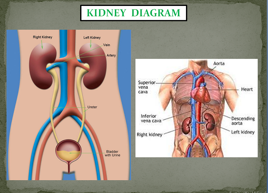 KINDEY INFECTIONS PACKAGE