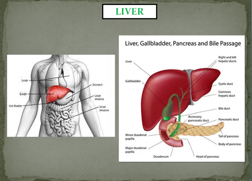 LIVER / FATTY LIVER PACKAGE