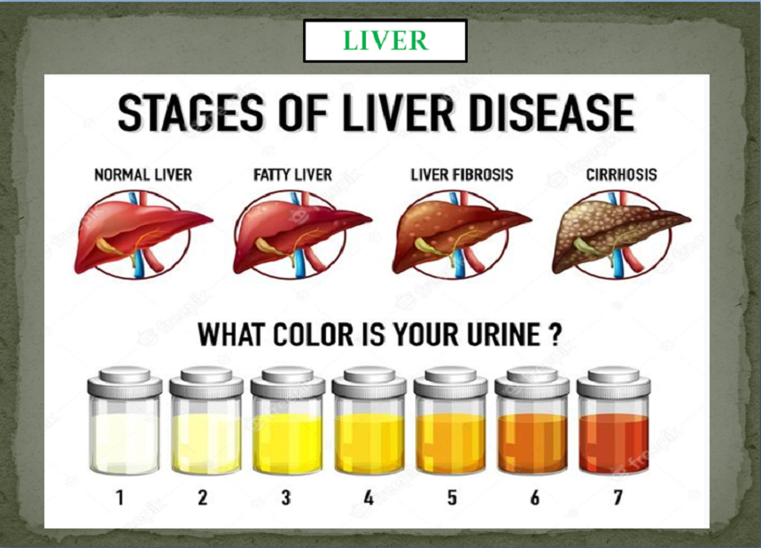 LIVER / FATTY LIVER PACKAGE